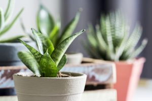 Indoor Plants and Your Winter Space
